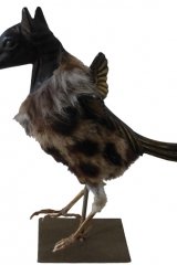 cheval-oiseau