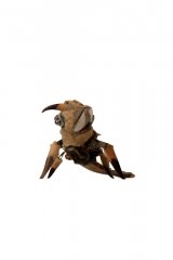lezardcrabe